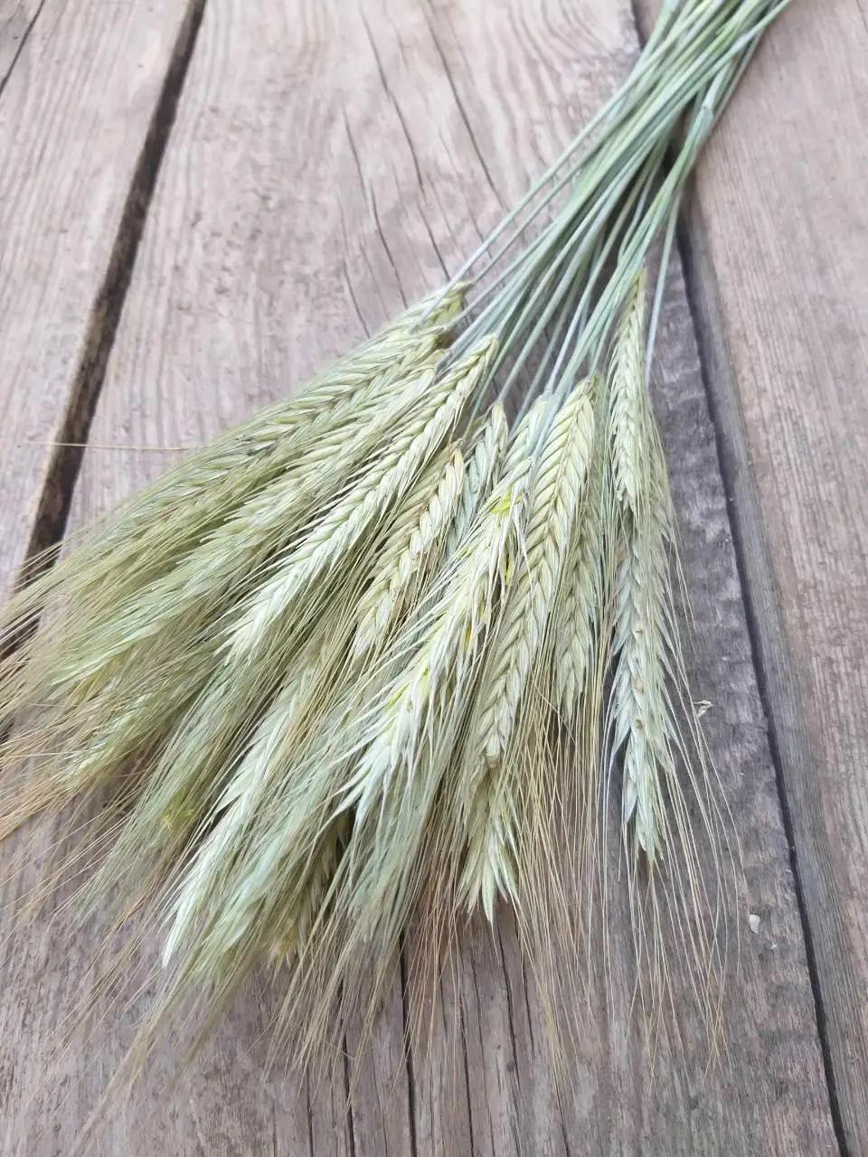 Колоски жита 100 шт. (27986317)