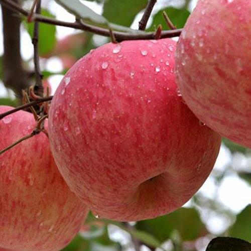 Яблуня Фуджі вкорінена у контейнері 2 роки (29294213)