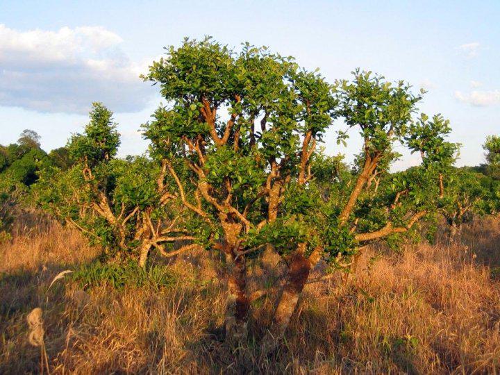 Чай мате Yerba Mate Selecta Jengibre/Limón Y Miel 500 г - фото 4 Чай мате Yerba Mate Selecta Jengibre/Limón Y Miel 500 г - фото 4