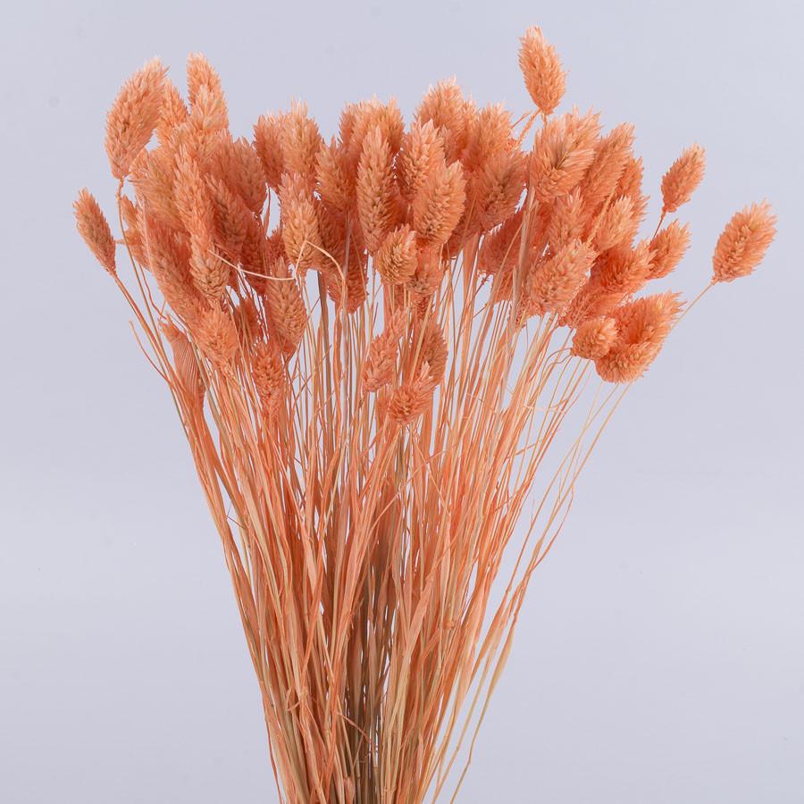 Сухоцвет фалярис 100 г Светло-персиковый (2149-3)