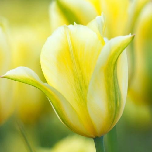 Тюльпан Florium Formosa (5747)