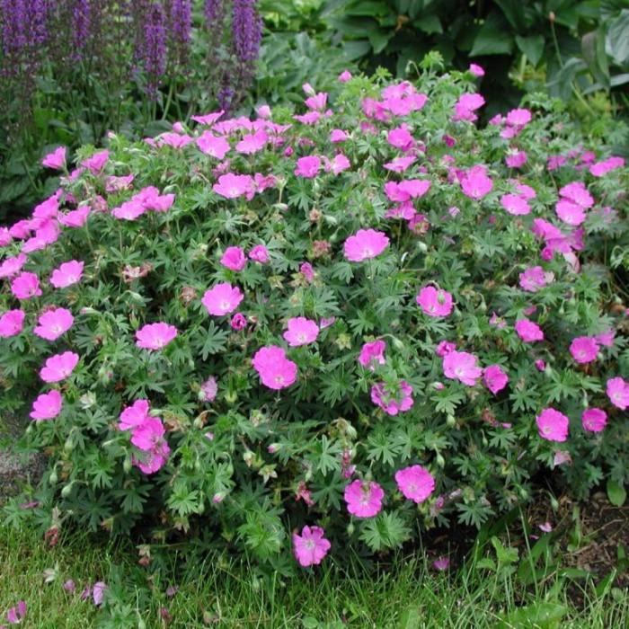 Герань садовая Р9 (2669481326)