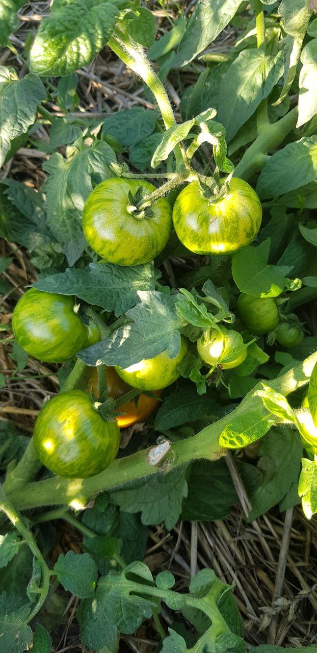 Насіння помідорів Гном Сарандіпіті без ГМО колекційне 30 шт. (2906057707)