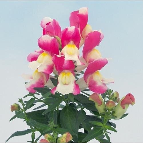 Семена цветов Львиный зев Snappy Rose & White Hem Genetics 100 шт. (BN11070-3)