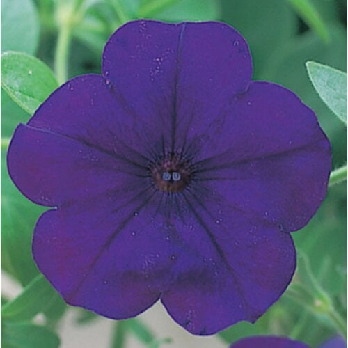 Семена цветов Петуния ампельная Opera Supreme F1 Blue Takii seed 1000 шт. (BN08934)