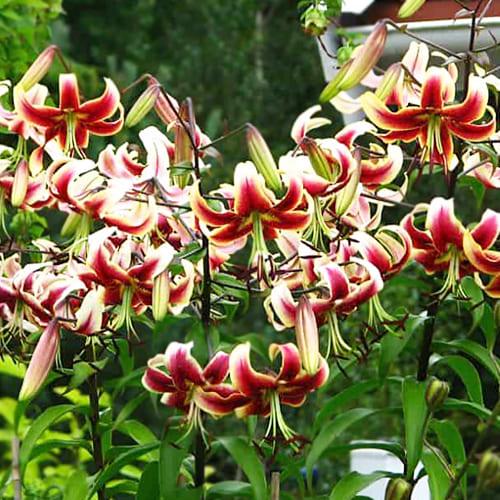 Лилия Scheherezade Florium - фото 4 Лилия Scheherezade Florium - фото 4