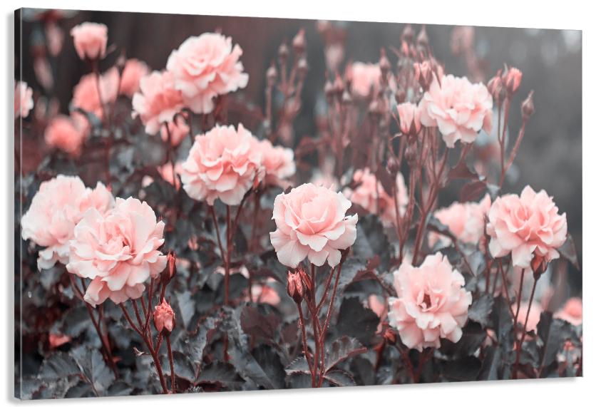 Картина на холсте в гостиную/спальню Розы 80х120 см (MLP_351)