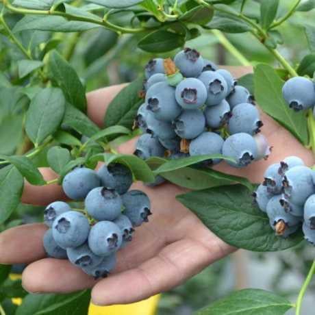 Саджанець лохини середнього строку Торо 2, 5-річна С2 (2087283049)