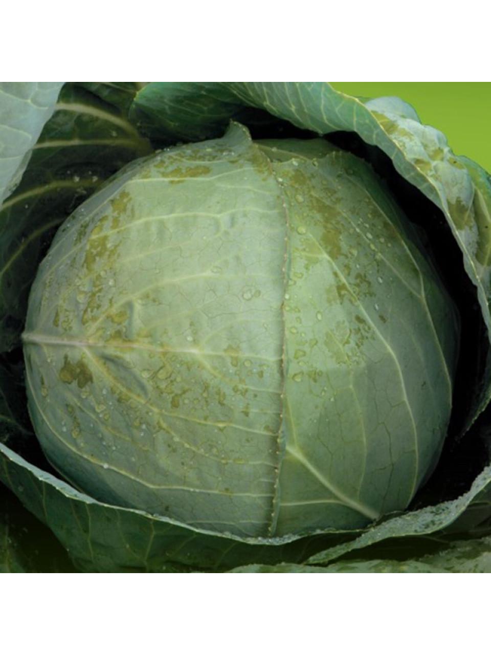 Семена Капуста Белокочанная Syngenta TOREADOR F1 2 500 шт. (1985704927)