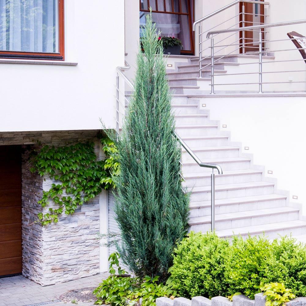 Саджанець ялівцю скельного Juniperus scopulorum Skyrocket Р9 (645167742) - фото 4 Саджанець ялівцю скельного Juniperus scopulorum Skyrocket Р9 (645167742) - фото 4