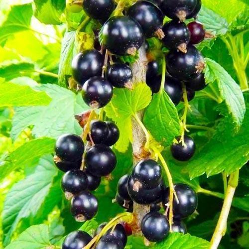 Сажанец Смородина на штамбе Бона Bona супер-ранний срок созревания (43076)