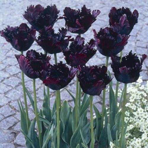 Тюльпан Яскрава Попугайный Black Parrot 1 шт. (1232556814) - фото 2