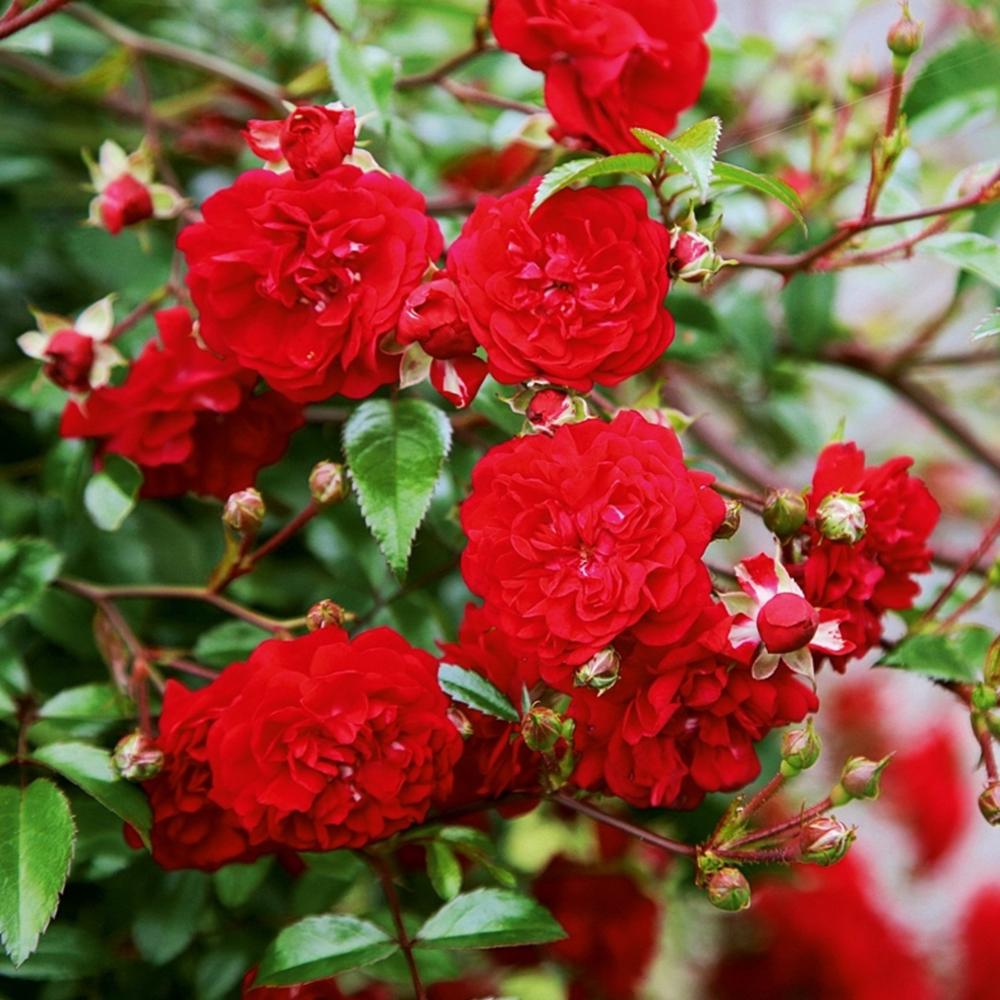 Саженец бордюрных роз Капелька (14965191)