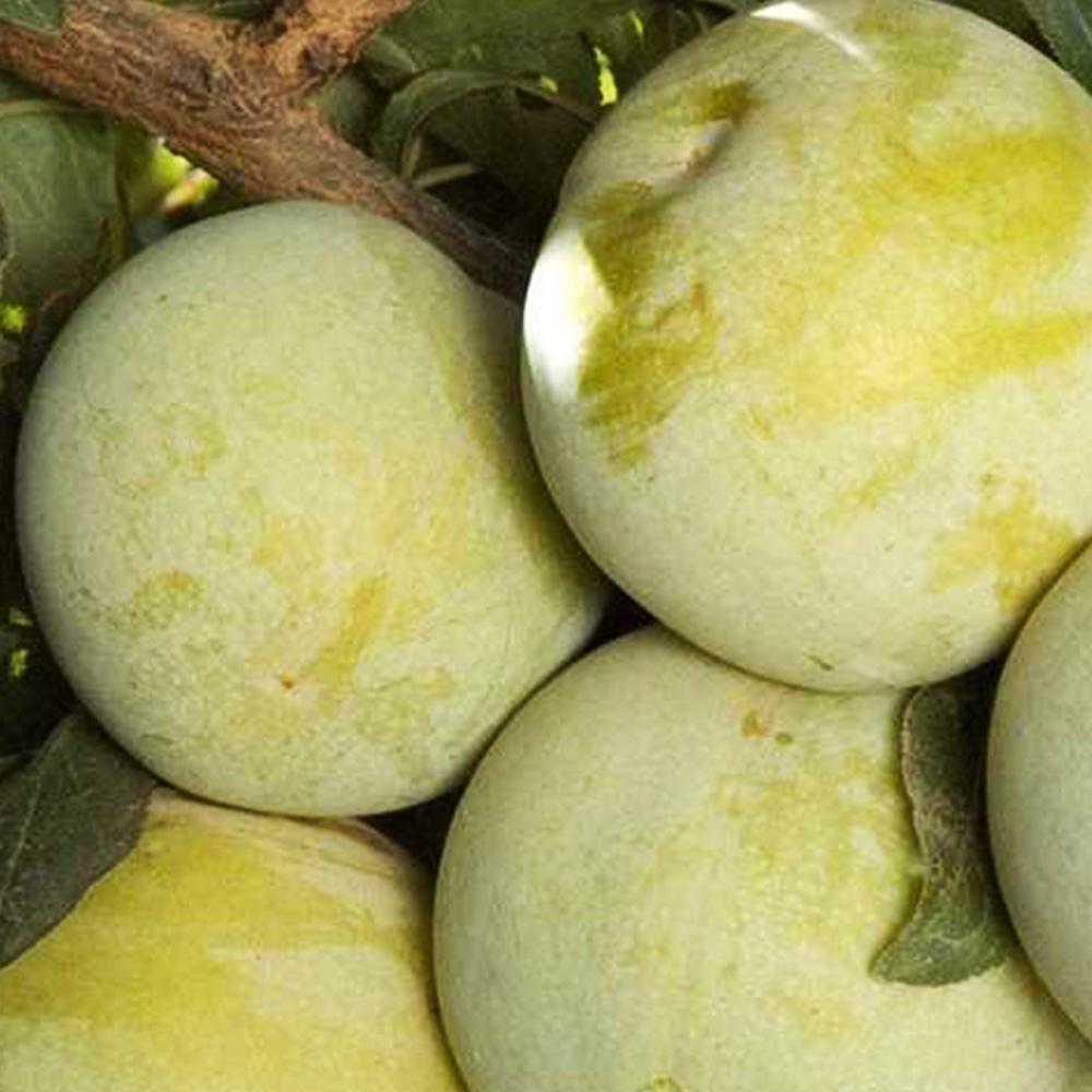 Саженцы плуота Королева Вкуса привитый 1-летний (533)