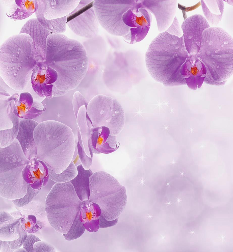 Фотообои WS Wallpaper 3D Орхидеи 240x260 см (31109) Фотообои WS Wallpaper 3D Орхидеи 240x260 см (31109)