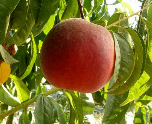Саджанець персику Роял Саммер (2098009068)