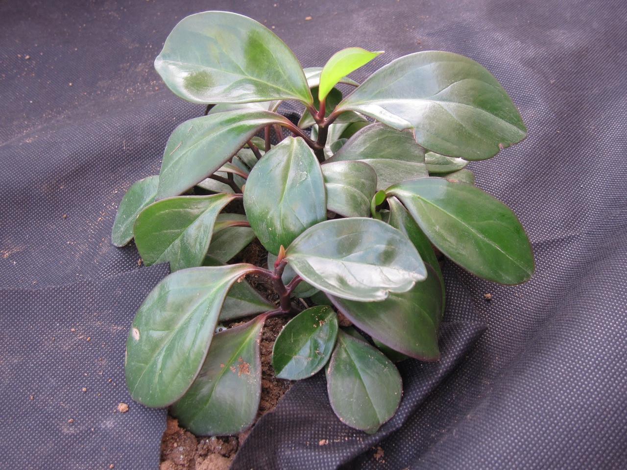 Агротканина від бур'янів GardenLine 1х20 м 50 г/м² для полуниці Чорний - фото 2 Агротканина від бур'янів GardenLine 1х20 м 50 г/м² для полуниці Чорний - фото 2