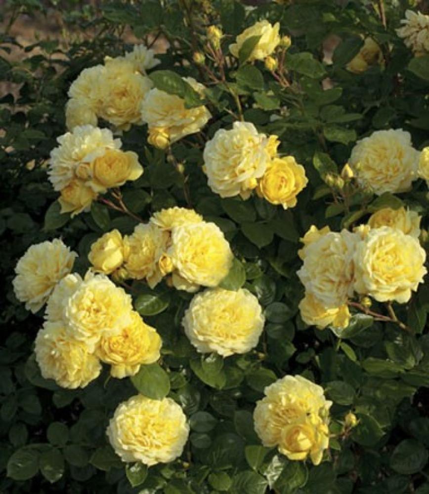 Троянда Anny Duperey Шраб в контейнері (2558767260) - фото 4 Троянда Anny Duperey Шраб в контейнері (2558767260) - фото 4