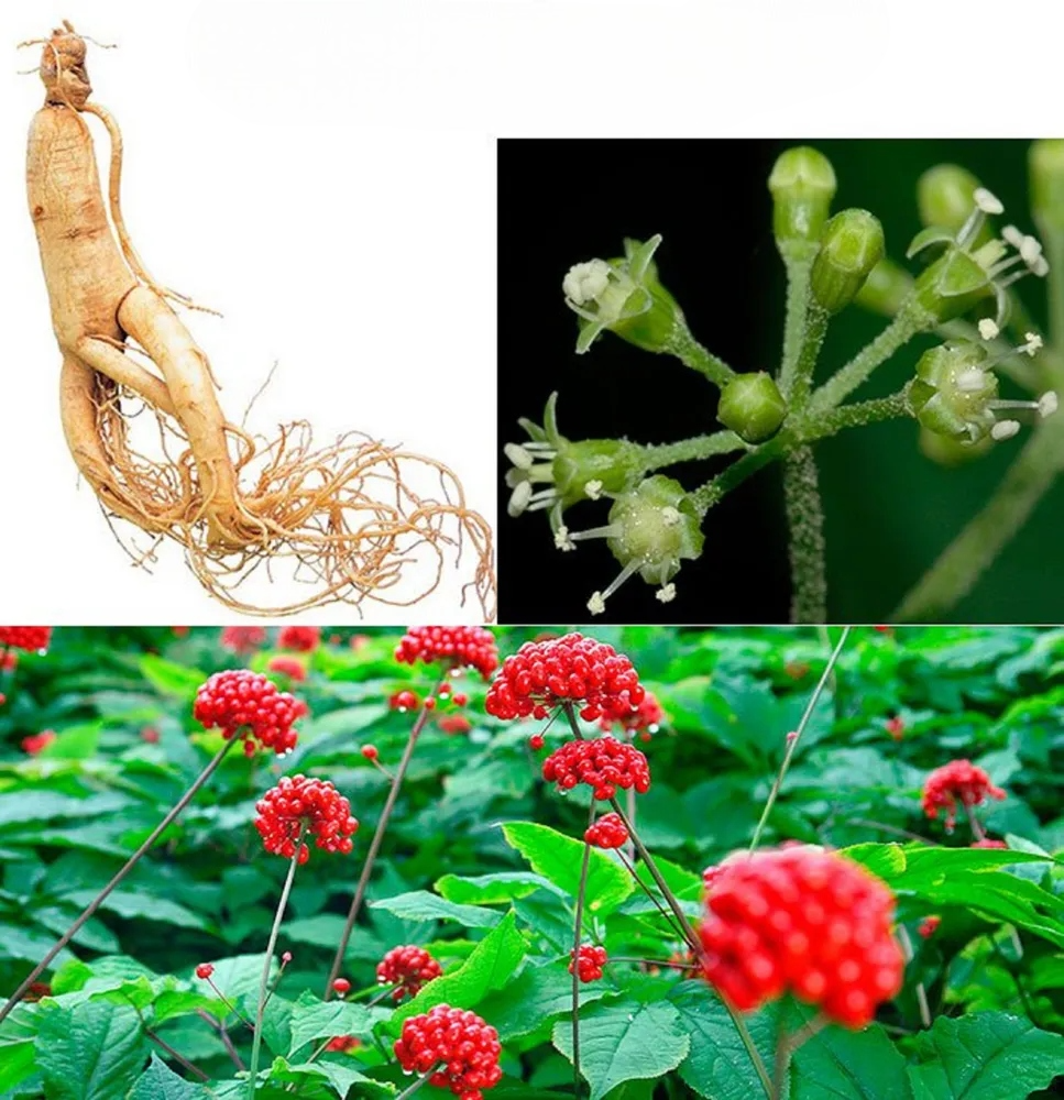 Семена женьшень обыкновенный Panax ginseng 5 шт. - фото 3