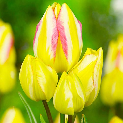 Тюльпан Florium Antoinette (12706)