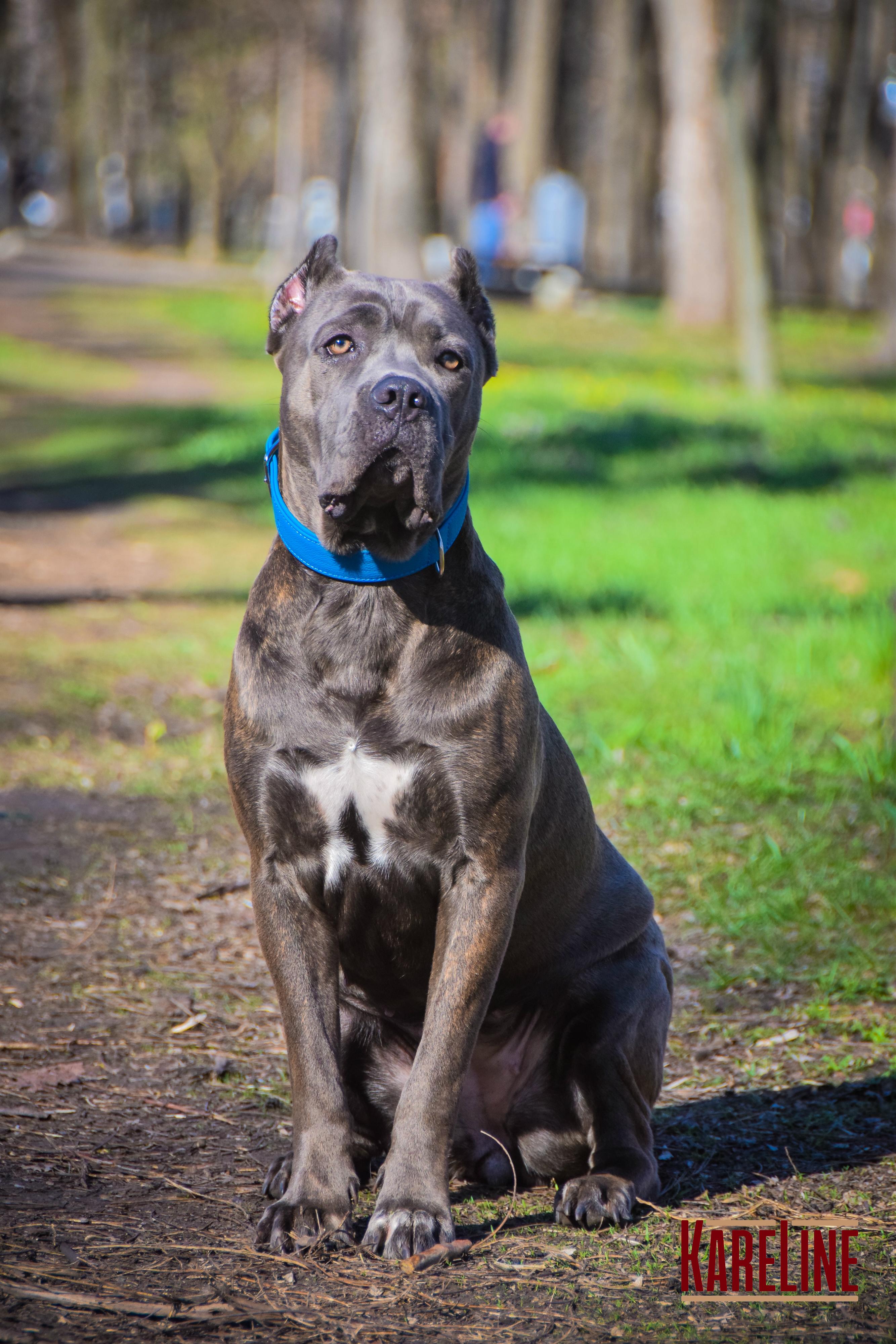 Ошейник KareLine из натуральной кожи 25 мм 380-470 мм Голубой (8071/17) - фото 2