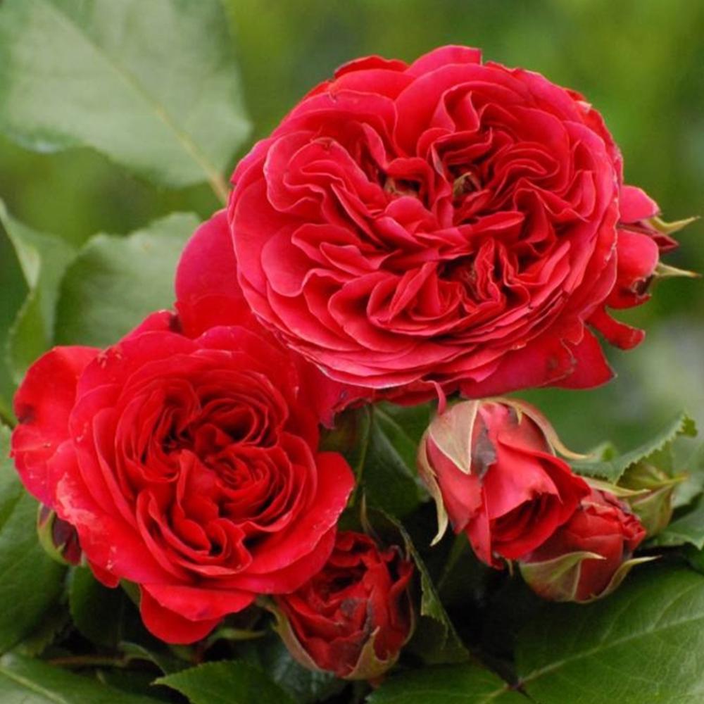 Саженец английских пионовидных роз Ред Леонардо Да Винчи (14965162)