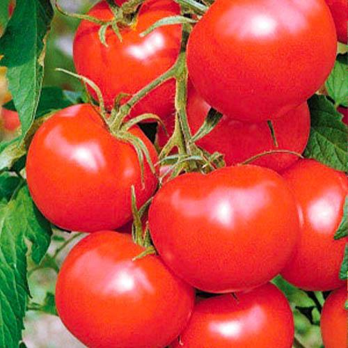 Насіння Томат Florium Ляна Червоний (17189) Насіння Томат Florium Ляна Червоний (17189)