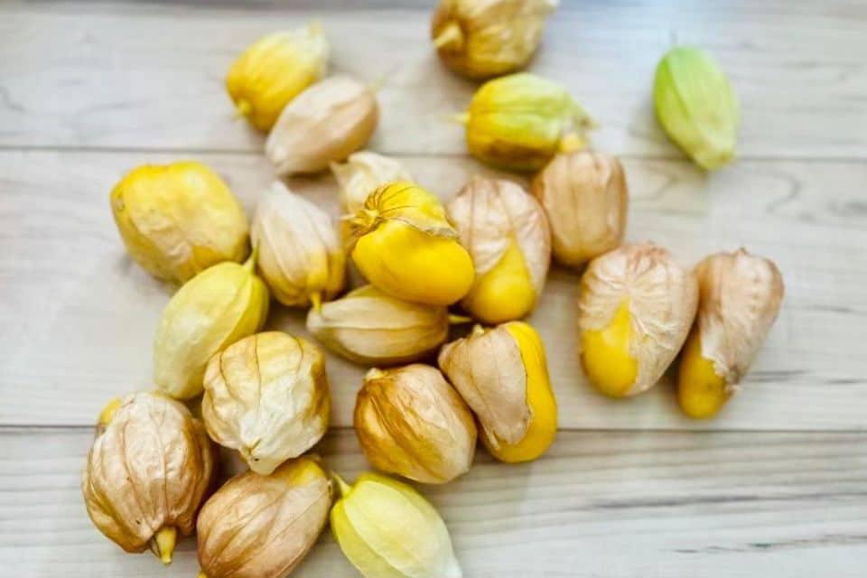 Насіння Томатілло Чупон де Маліналько Chupon de Malinalco Tomatillo 10 шт. - фото 2 Насіння Томатілло Чупон де Маліналько Chupon de Malinalco Tomatillo 10 шт. - фото 2