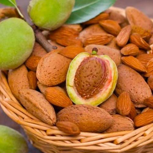 Сажанец Миндаль сладкий Амаретто средний срок созревания (64046)