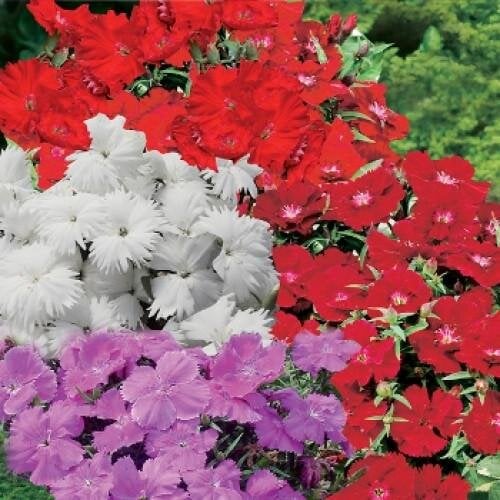Семена цветов Гвоздика китайская Diana Select Mixture Hem Genetics 50 шт. (BN09230-3)