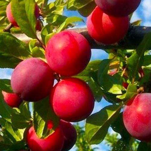 Сажанец Слива Ренклод Альтана летний сорт средний срок созревания (15792)