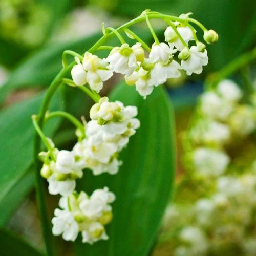 Ландыш Prolificans Florium (4431)