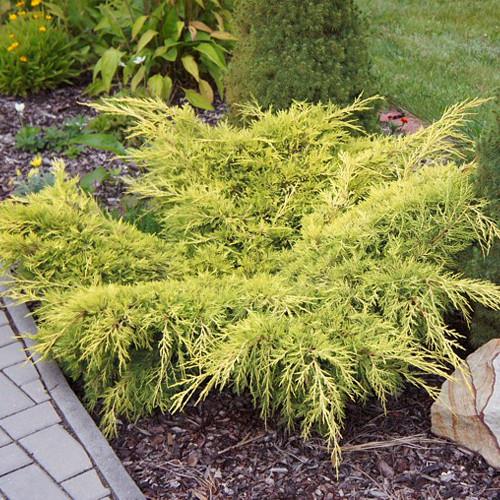 Саджанець ялівцю середнього Juniperus x pfitzeriana Old Gold Р9 (645168858) - фото 2 Саджанець ялівцю середнього Juniperus x pfitzeriana Old Gold Р9 (645168858) - фото 2