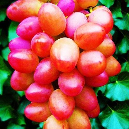 Саджанець Виноград Софія малонасінний сорт ранній термін дозрівання (36541)