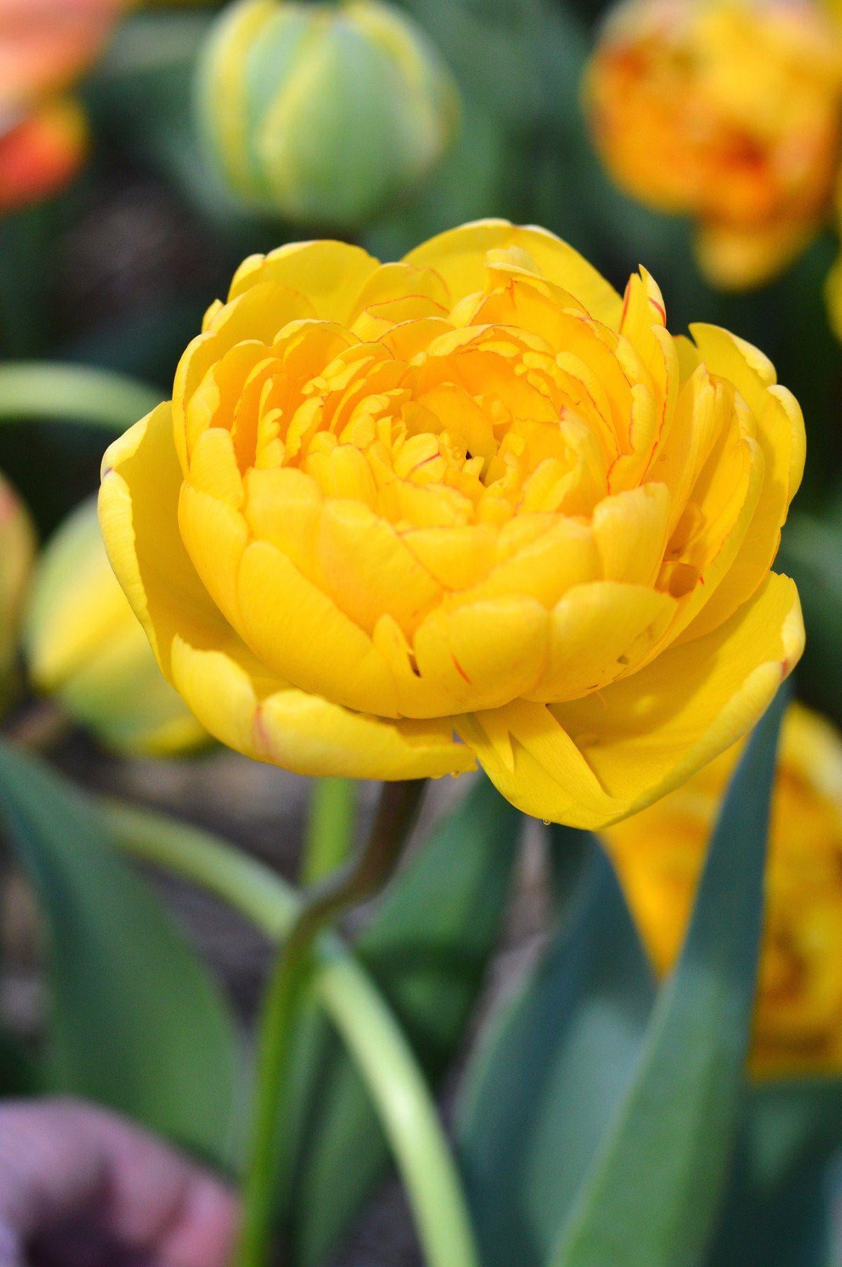 Тюльпан махровый Dobrodar Yellow Pomponette 3 шт. (38285119)