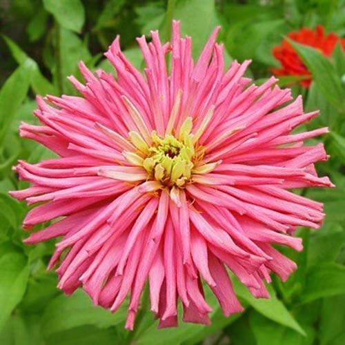 Семена Циния Florium Априори (17520) Семена Циния Florium Априори (17520)