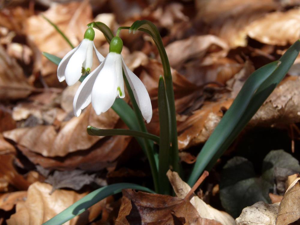 Картина на полотні Квітка 40x30 см (K188)