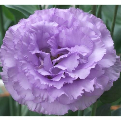 Семена цветов Эустома Лизитанус Corelli 3 Lavender Takii 250 шт. (BN12499-2)