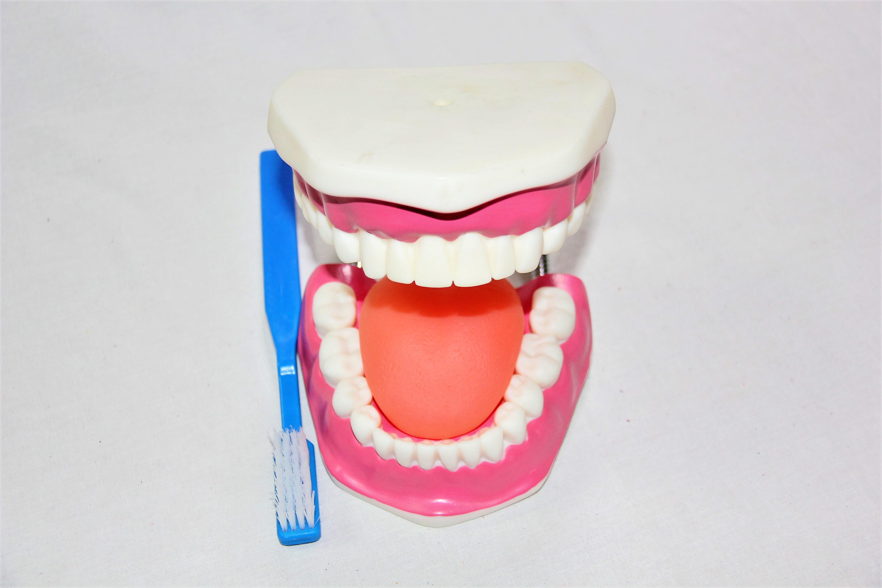 Макет Щелепа людини Руді пластик 19х15х12 см (МЗ001У) - фото 3 Макет Щелепа людини Руді пластик 19х15х12 см (МЗ001У) - фото 3