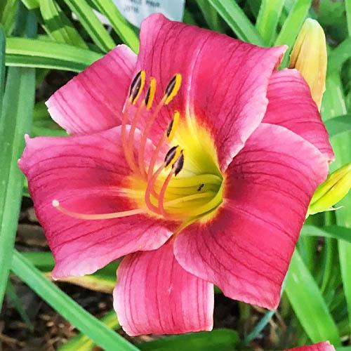 Лілійник Florium Baby Betsy (6028)