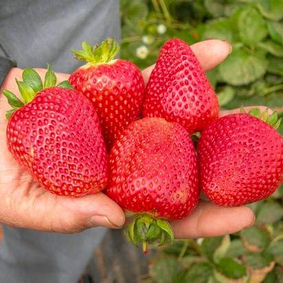 Саженец клубники Cantus ремонтантная сочная (1896509369)