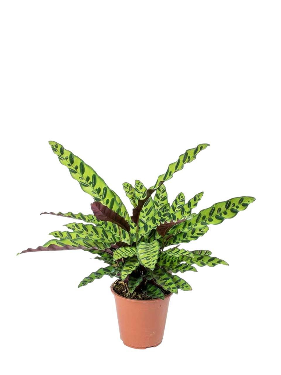 Калатея Ланцифолия 14/50 см (2698862942) Калатея Ланцифолия 14/50 см (2698862942)