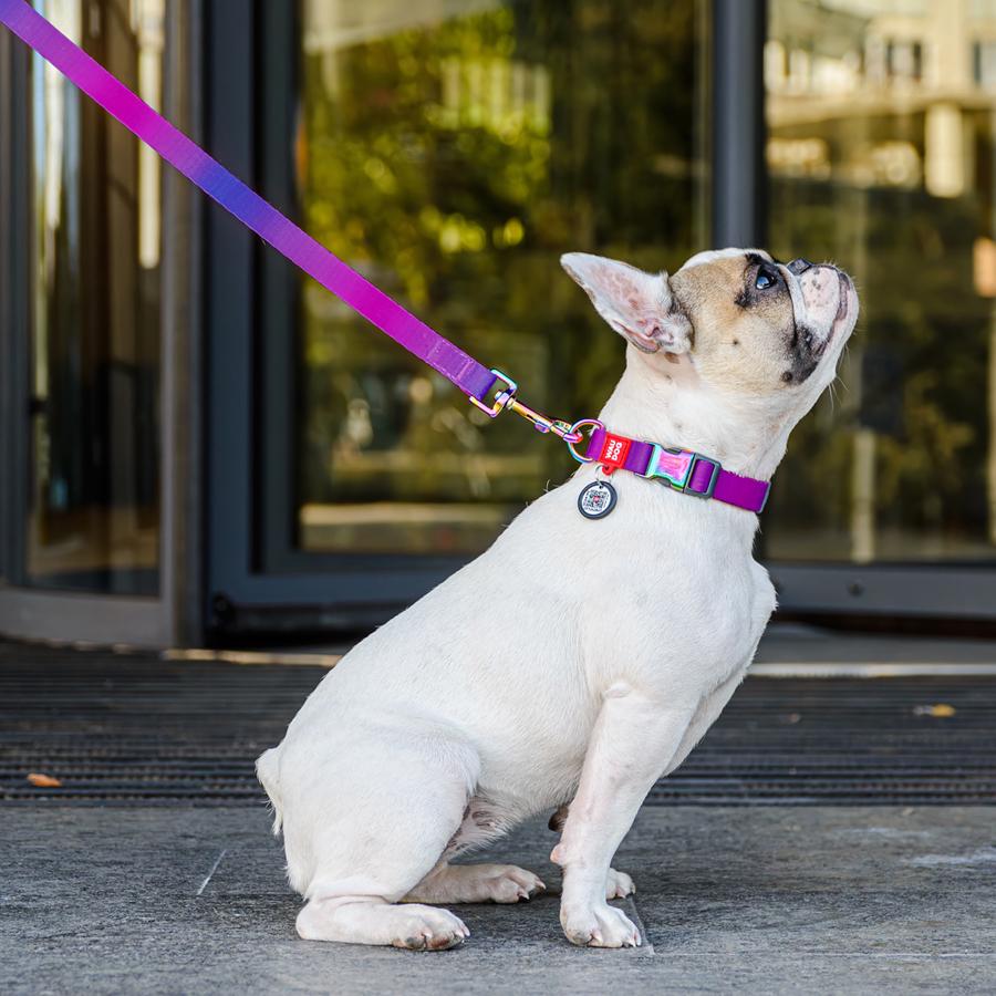 Ошейник для собак с QR-паспортом Waudog Nylon Recycled Градиент M 20 мм 28-40 см Purple (46519) - фото 4 Ошейник для собак с QR-паспортом Waudog Nylon Recycled Градиент M 20 мм 28-40 см Purple (46519) - фото 4