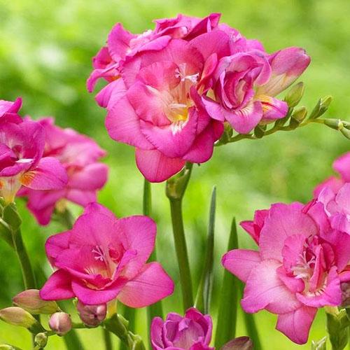 Фрезия Florium Double Pink (16445)