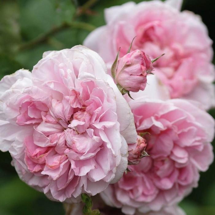 Роза английская Velet Cottage Rose в контейнере (2558773406) Роза английская Velet Cottage Rose в контейнере (2558773406)