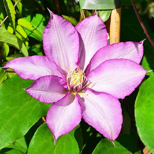 Клематис Morning Star Florium