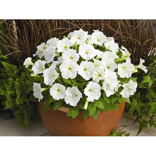 Семена цветов Петуния мелкоцветная Picobella F1 White Syngenta 25 шт. (BN02171-4)
