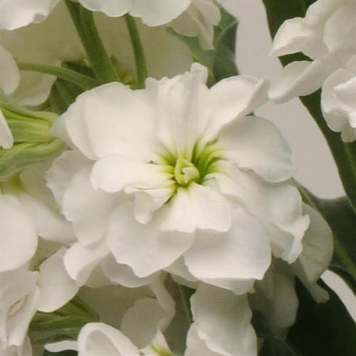 Семена цветов Левкой Katz Hi 80 cm Double White PanAmerican 50 шт. (BN10072-3)