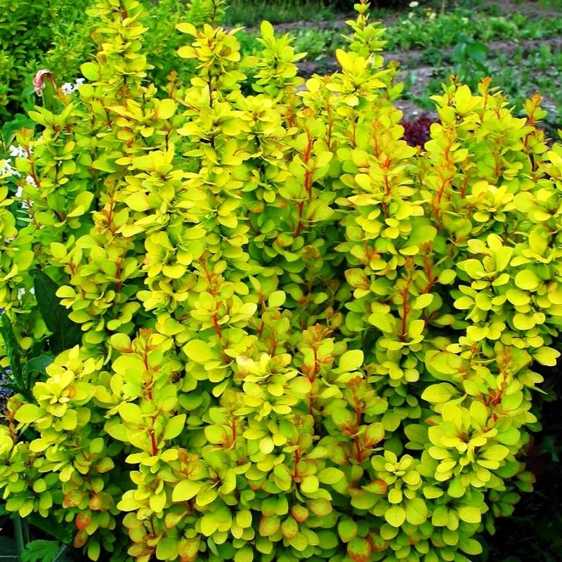 Саженец барбариса Тунберга Мария Р9 (1042091813)