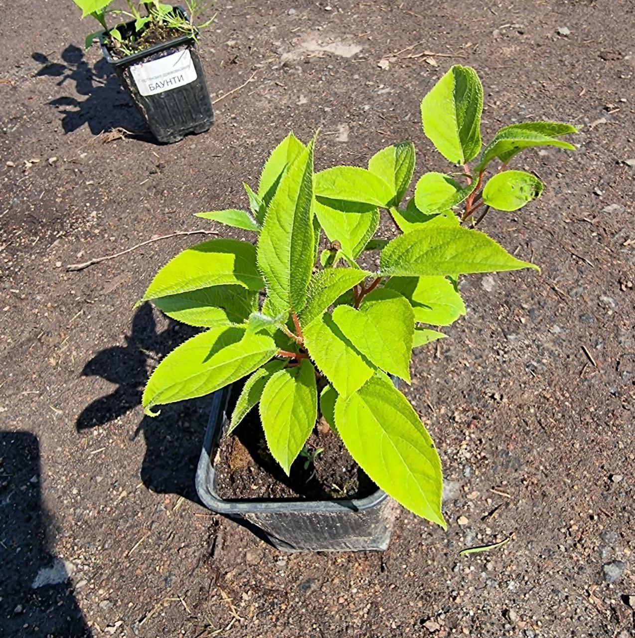 Саджанець актинідії Kens Red червона м'якоть жіночий сорт морозостійка Р9 (741760071) - фото 6